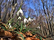 44 Festa di fiori sui sentieri al Monte Zucco - Galanthus nivalis (Bucanevi) nella splendida secolare faggeta